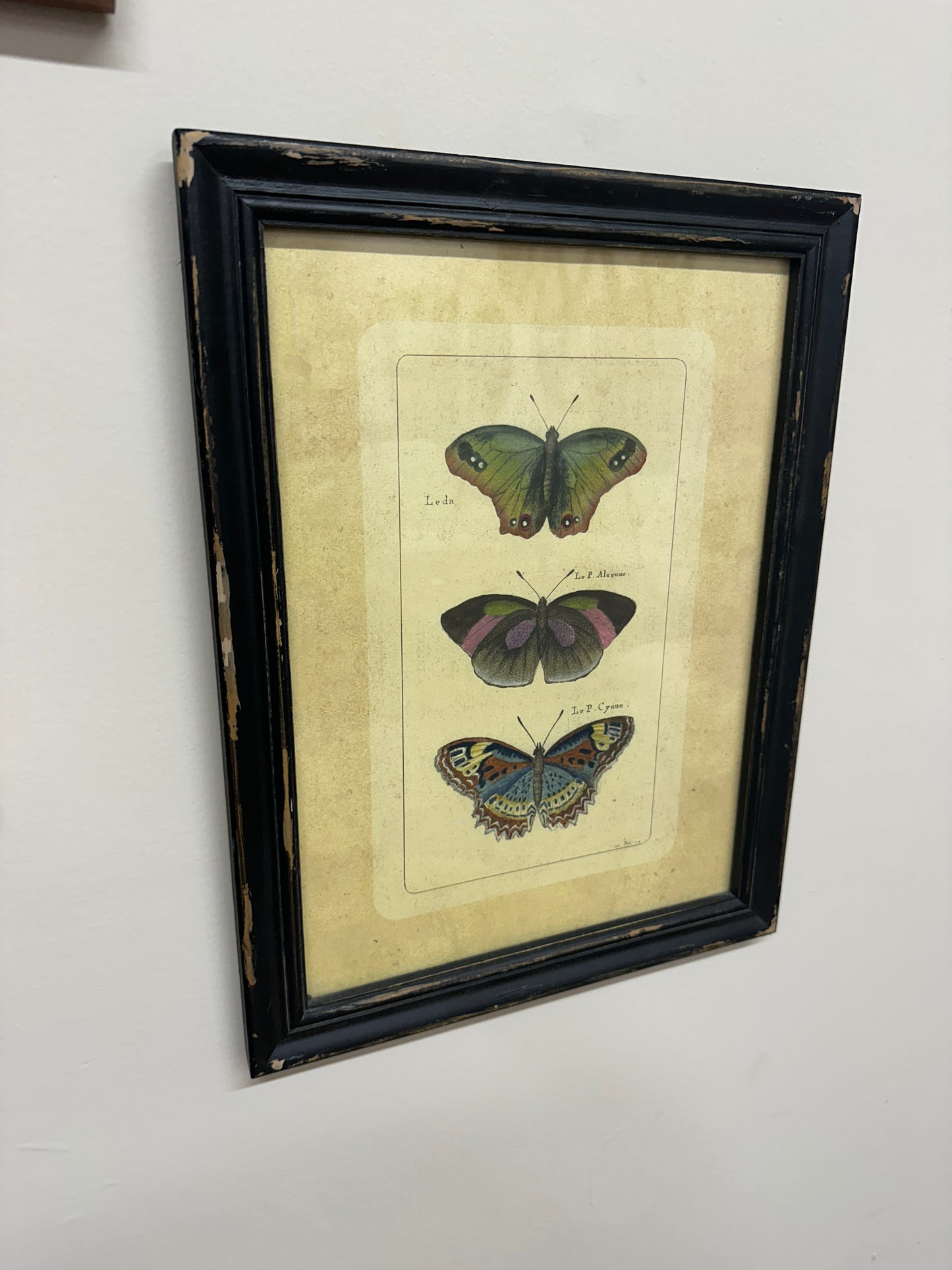 Vtg framed butterfly picture